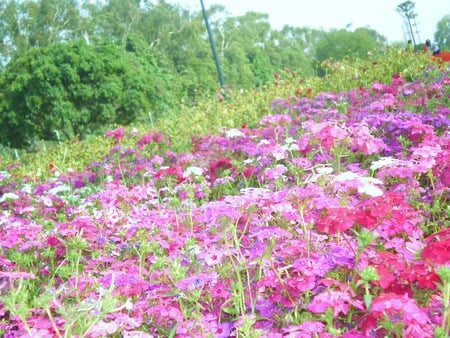 Flowers - flowers, nature