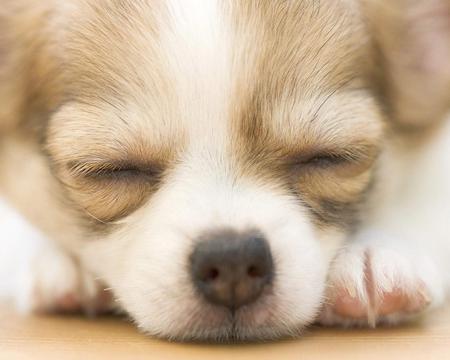 sleeping chihuahua - cute, sleep, chihuahua