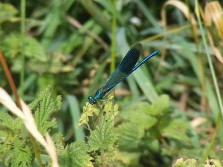 damsonfly resting - river, damsonfly, sunny, field, leaf