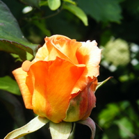 peach rose