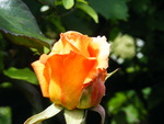 peach rose