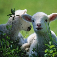 Little Sheeps