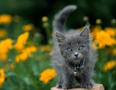 Cute - cute, cat, animals, kitten