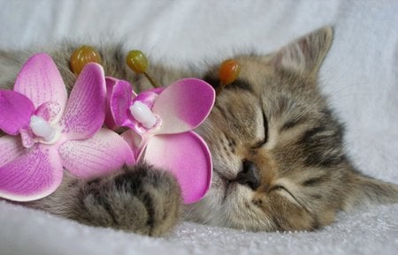 Kitten - cute, cat, animals, kitten