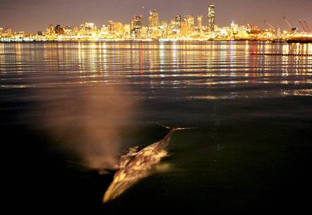 A gray area - whales, animals, gray, water