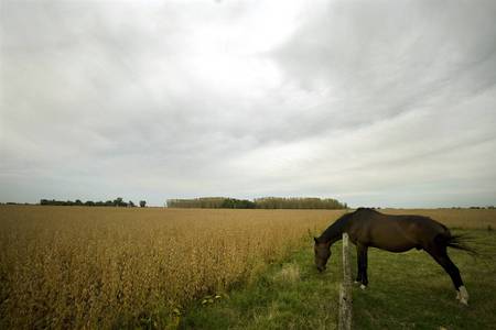 Lazy, graze-y day - horses, lazy, field, graze, animals