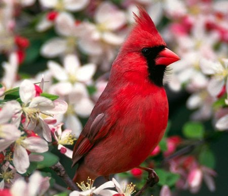 Bird - bird, passaro, animals