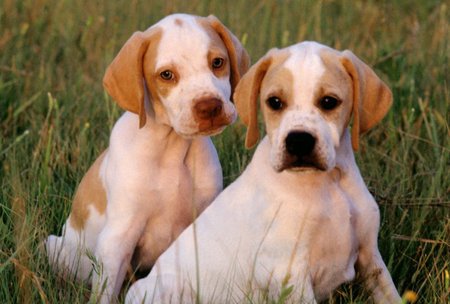 Dogs - cute, puppy, animals, dog