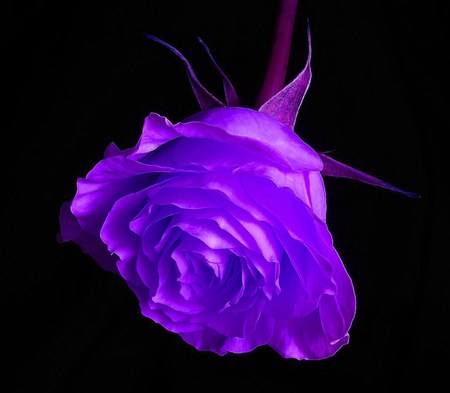 By any other name  - purple, rose, black