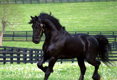 Night beauty - fence, trotting, black, grass, stallion