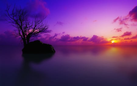 Maldivian Sunset - rock, purple, island, tree, sunset, ocean, maldivi