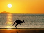 Kangaroo