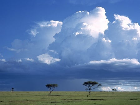 Savannah - savannah, nature, fields