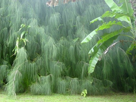 Veils of green - weeping, cascades, green, tree, misty