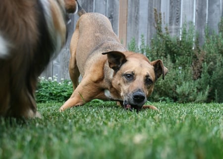 Playtime Dog - houndmix, dog, play