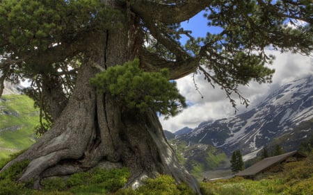 Beautiful big tree in Switzerland - trees, bleu, big tree, scenery, beautiful, snow, landscape, scene, mountain, nature, switzerland, mountains, sky