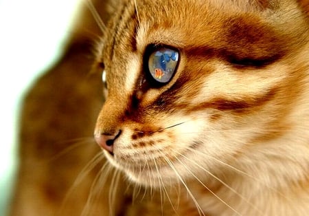 SHARP FOCUS - cornea, butterfly, focus, cat, kitty, images, fish