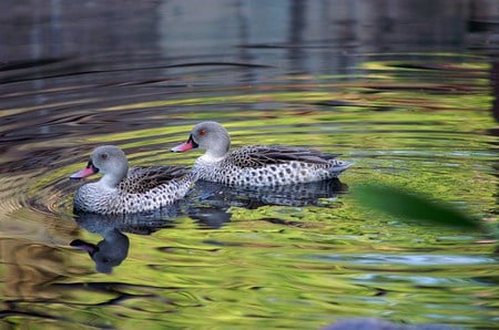 Spring swim - ducks, pond, water, floating