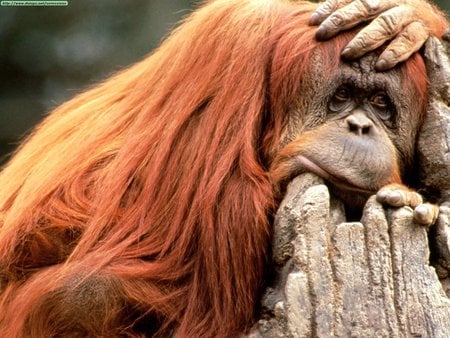 Bad hair day - gorilla, red, sad, hair, monkey, cute