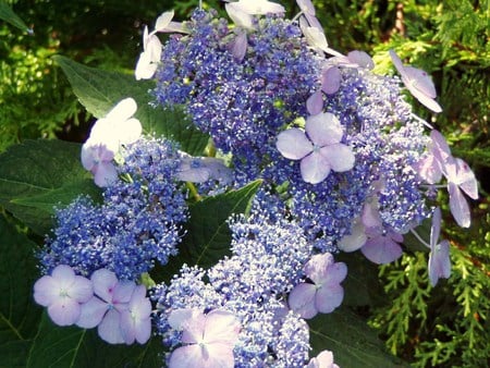 Blue bird - hydrangeas, flowers, garden, blue