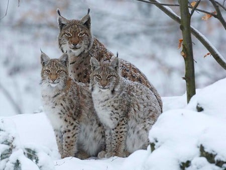 Wild Cats - wild cats, picture, cool