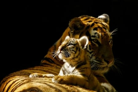 BEAUTIFUL MOMENT - love, cub, tiger, care