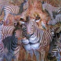 Hidden Lion In Zebras