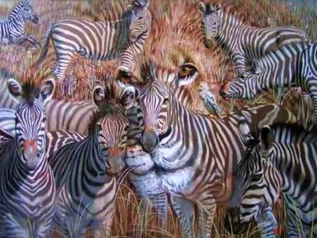 Hidden Lion In Zebras - hidden lion in zebras, picture, cool