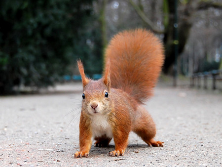 Squirrel - picture, cool, squirrel, animal, road, cute