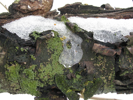 Tree - ice, tree, green