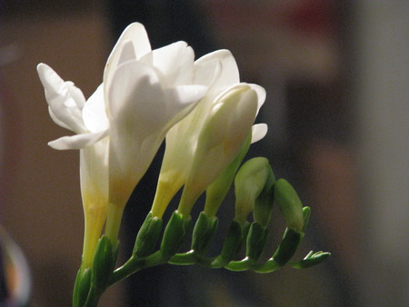 Flower - white, green