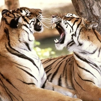 Big cats fighting