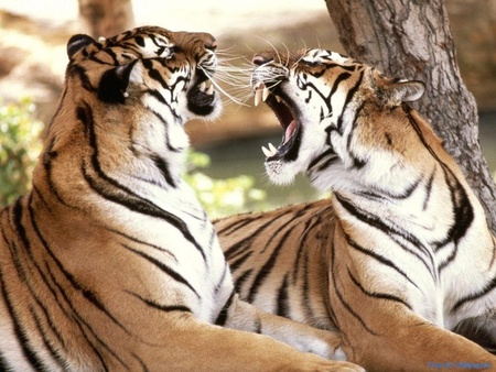 Big cats fighting