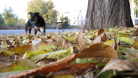 Leaf - dog, yellow, tree, green