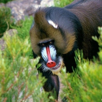 Matur baboon