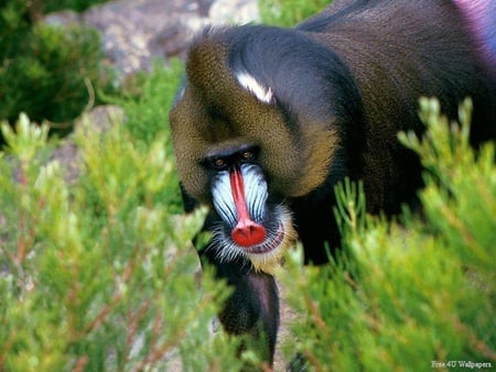 Matur baboon - nature, animals