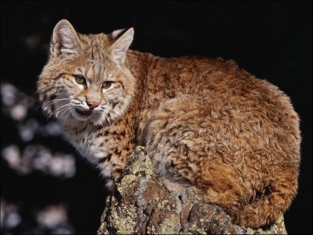 Bobcat - nature, animals