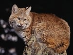 Bobcat