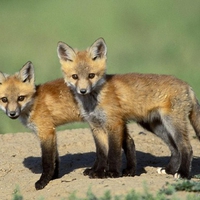 Foxes