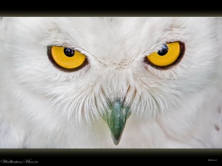 Owl - nature, animals