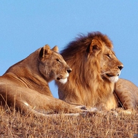 Lion & Lioness