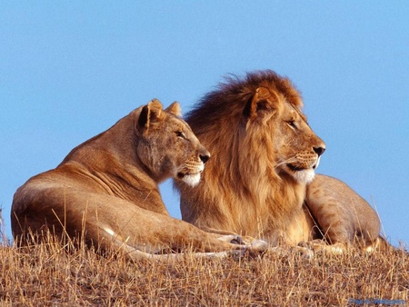 Lion & Lioness - animals, nature