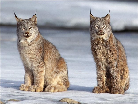 Lynx - nature, animals