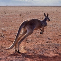 Kangaroo