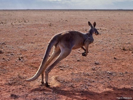 Kangaroo - nature, animals