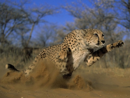 running cat - nature, animals