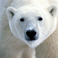 polar bear