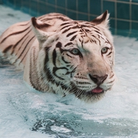 White tiger