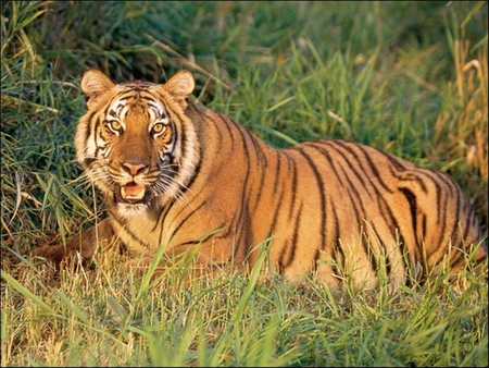 Lying tiger - nature, animals