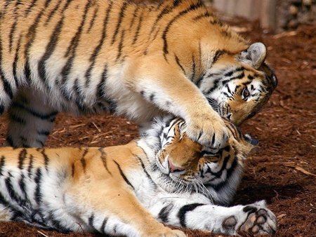 Playing tigers - nature, animals